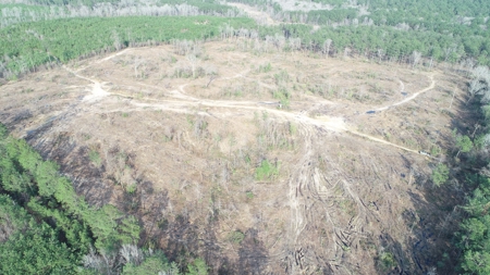 Cleared /Open Woodland in Ouachita County, Arkansas for Sale - image 2