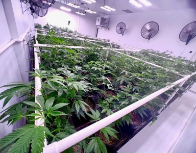 Home / Cannabis Grow For Sale - image 5