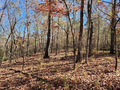Country Acreage For Sale - Little River Frontage - image 3