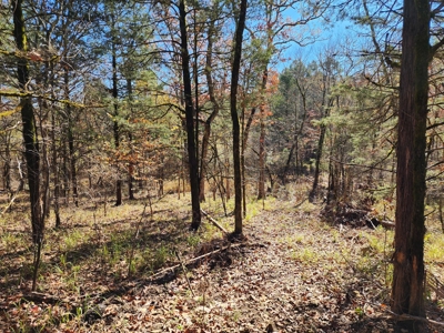 Country Acreage For Sale - Little River Frontage - image 15