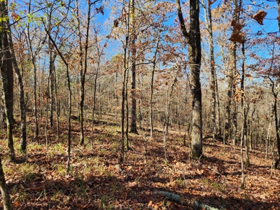 Country Acreage For Sale - Little River Frontage - image 4