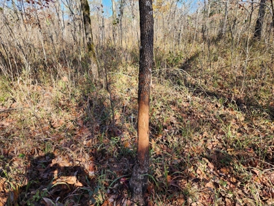 Country Acreage For Sale - Little River Frontage - image 9
