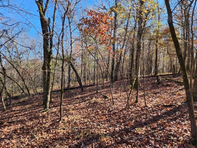 Country Acreage For Sale - Little River Frontage - image 5