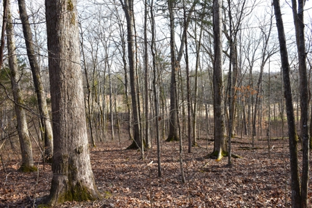 Great Hunting, 2 Creeks, Big Timber, Home Sites w. Utilities - image 16
