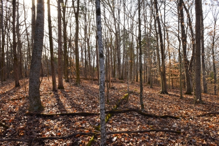 Great Hunting, 2 Creeks, Big Timber, Home Sites w. Utilities - image 21