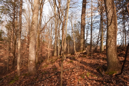 Great Hunting, 2 Creeks, Big Timber, Home Sites w. Utilities - image 23
