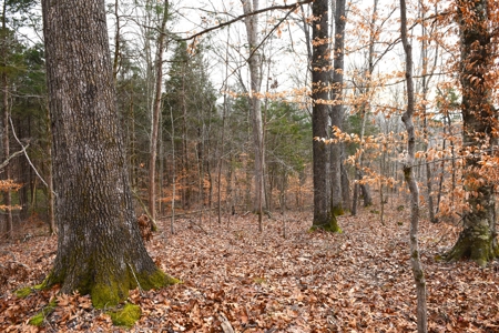 Great Hunting, 2 Creeks, Big Timber, Home Sites w. Utilities - image 29