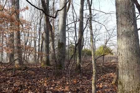 Great Hunting, 2 Creeks, Big Timber, Home Sites w. Utilities - image 19