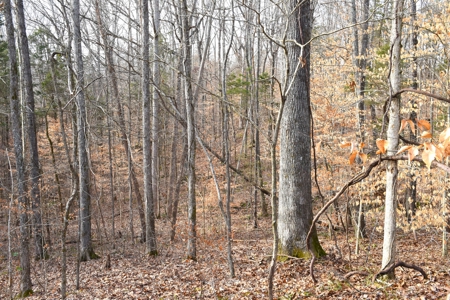 Great Hunting, 2 Creeks, Big Timber, Home Sites w. Utilities - image 24