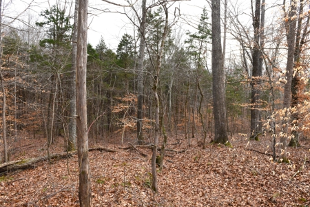 Great Hunting, 2 Creeks, Big Timber, Home Sites w. Utilities - image 28