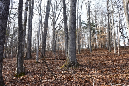 Great Hunting, 2 Creeks, Big Timber, Home Sites w. Utilities - image 17