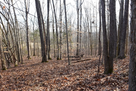 Great Hunting, 2 Creeks, Big Timber, Home Sites w. Utilities - image 18