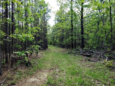 316.4 Acres Mountain Land For Sale Nashoba Oklahoma - image 10