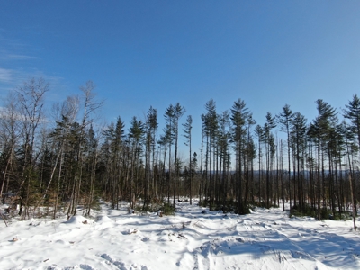 52± Acres Near Moosehead Lake - image 16
