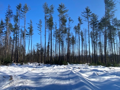 52± Acres Near Moosehead Lake - image 26
