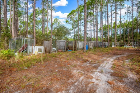 Steinhatchee Florida! Gulf Of Mexico! Taylor County Florida! - image 6