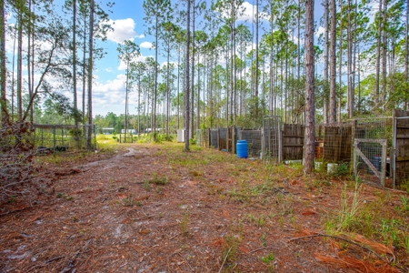 Steinhatchee Florida! Gulf Of Mexico! Taylor County Florida! - image 8