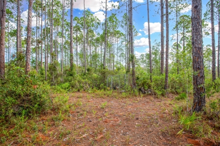 Steinhatchee Florida! Gulf Of Mexico! Taylor County Florida! - image 7