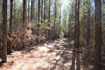 185 Acre Turnkey Hunting Paradise Southwest MS - image 31