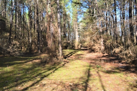 185 Acre Turnkey Hunting Paradise Southwest MS - image 37
