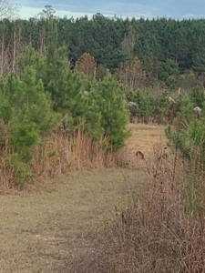 185 Acre Turnkey Hunting Paradise Southwest MS - image 21