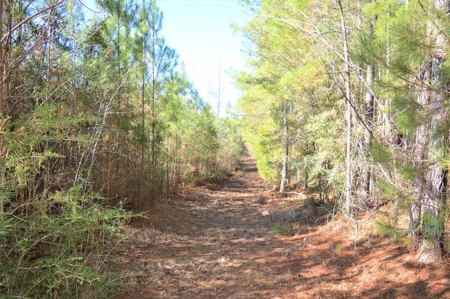185 Acre Turnkey Hunting Paradise Southwest MS - image 32