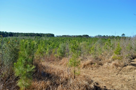 185 Acre Turnkey Hunting Paradise Southwest MS - image 27