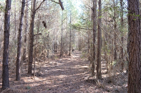 185 Acre Turnkey Hunting Paradise Southwest MS - image 30