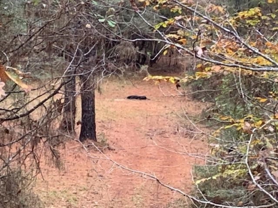 185 Acre Turnkey Hunting Paradise Southwest MS - image 22