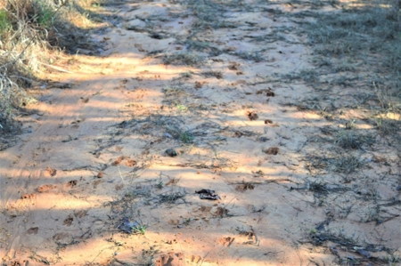 185 Acre Turnkey Hunting Paradise Southwest MS - image 24