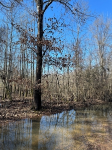 Sportsmen's Paradise South Arkansas - image 1