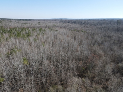 Sportsmen's Paradise South Arkansas - image 17