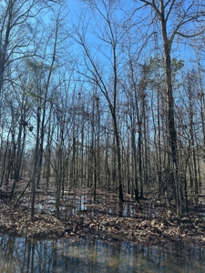 Sportsmen's Paradise South Arkansas - image 5