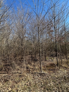 Sportsmen's Paradise South Arkansas - image 6