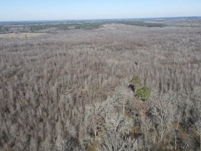 Sportsmen's Paradise South Arkansas - image 31