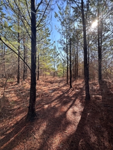Sportsmen's Paradise South Arkansas - image 39