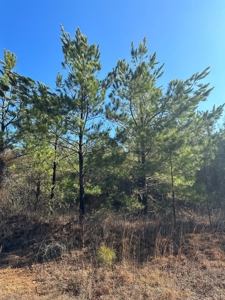 Sportsmen's Paradise South Arkansas - image 35
