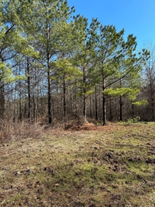 Sportsmen's Paradise South Arkansas - image 12