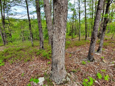 161.64 Acres Of Recreational/Hunting Land 4 Sale In Nashoba - image 31