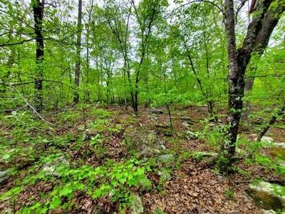 161.64 Acres Of Recreational/Hunting Land 4 Sale In Nashoba - image 24