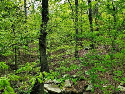 161.64 Acres Of Recreational/Hunting Land 4 Sale In Nashoba - image 4