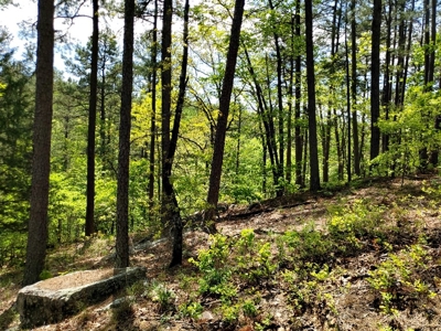 60.56 Acres Hunting/Recreational Land In Pushmataha County - image 18