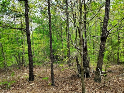 79.15 Acres Prime Hunting/Recreational Land Nashoba Oklahoma - image 11