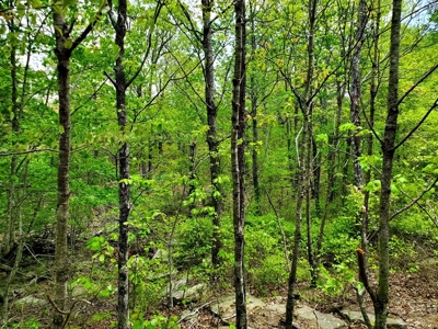 79.15 Acres Prime Hunting/Recreational Land Nashoba Oklahoma - image 12