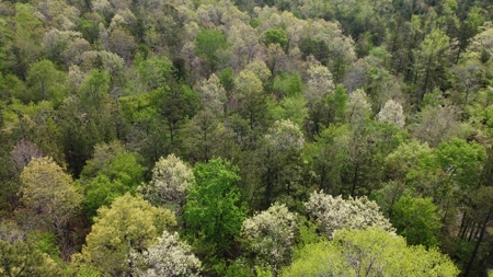 20.63 Acres Hunting/Recreational Land For Sale Nashoba Ok - image 1