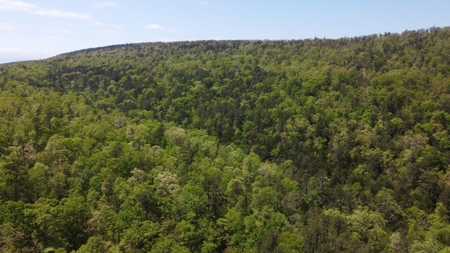 20.63 Acres Hunting/Recreational Land For Sale Nashoba Ok - image 3