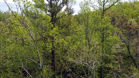 97.37 Acres Mountain Land For Sale Nashoba Ok - image 7