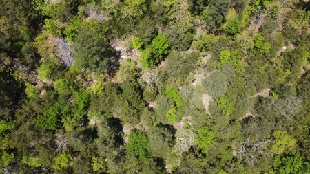 23.70 Acres Hunting/Recreational Land For Sale Nashoba Ok - image 3