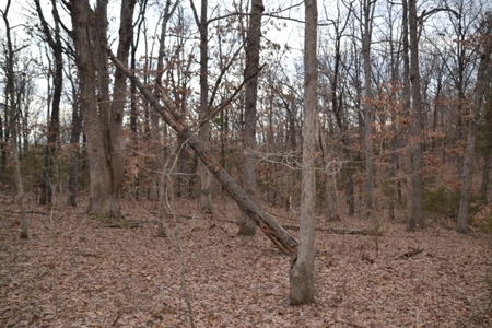 Beautiful Building Site, Laclede County Missouri - image 13