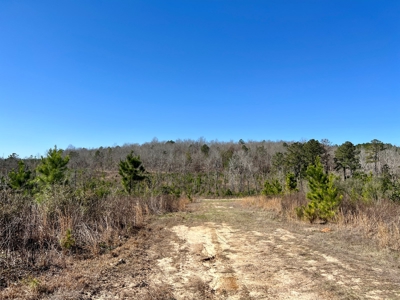 Recreational Hunting Land Lake Eufaula-Abbeville Alabama - image 29
